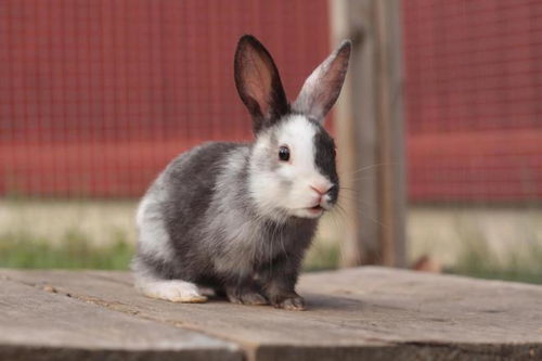 探秘 宠物世界之兔子,那些受欢迎的30种兔子,你喜欢哪几种呢