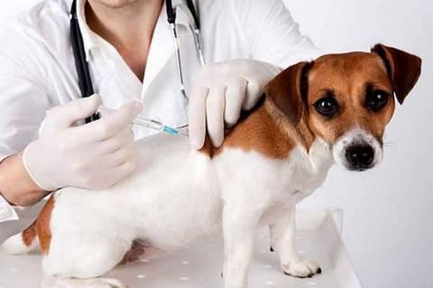 狗狗打完疫苗多久才能驱虫 