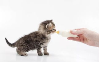 分享 美国兽医替病危母猫养活7个宝宝 附赠一份 奶猫喂养攻略