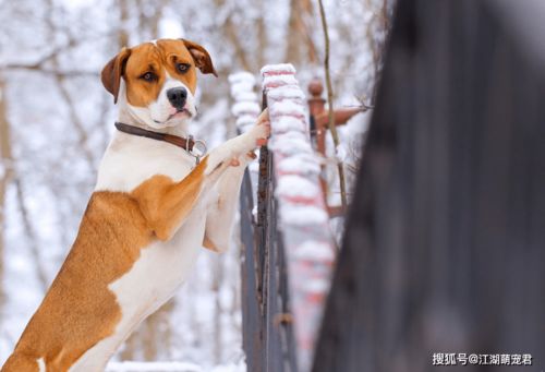 狗狗爱你,会有这些行为表现,你家狗子有吗