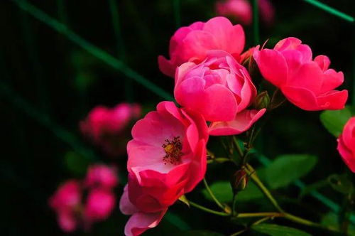 关于红蔷薇花的诗句