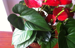 红掌花怎么养冬天,冬日红掌花：美丽与坚韧的完美结合，如何养护？