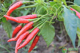 超详细的露地辣椒种植技术,春季露地栽培辣椒要掌握好哪几个环节才能达到高产