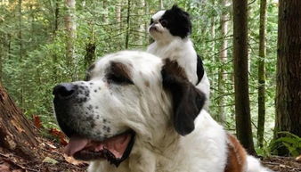 一只大狗和一只小狗的幸福生活