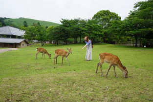 日本游