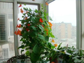 什么植物 花适合在阴面房间里养