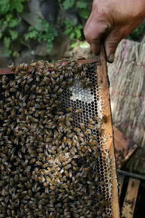 爸爸自己养的蜜蜂 割的蜜 