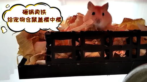 仓鼠乐园手工制作,自制仓鼠乐园(有教程),昨天买了一个整理箱,想给仓鼠做一个乐园,请高手们支招吧!