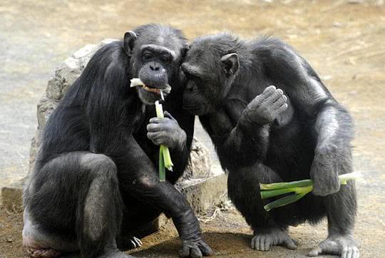 科学家把猩猩当孩子养,看它能不能学会说话,结果是这样的