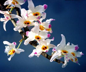 紫色石斛兰的花语,紫色石斛兰：优雅的象征，神秘的花语