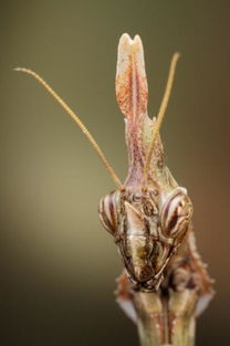 微距镜头下的奇妙昆虫 巨型盾螳螂表演功夫 高清图集 新浪网 