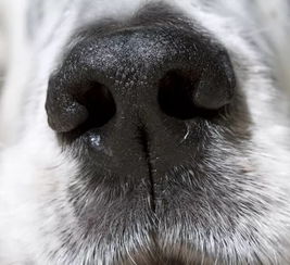狗狗的鼻子为什么是湿湿的