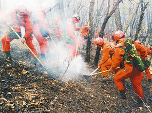 1987大兴安岭火灾巨蟒 中国最大的森林-图3