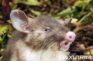 2015十大新发现物种 长猪鼻子的老鼠 你见过吗