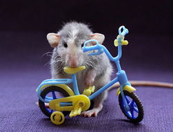 22张创意可爱的老鼠摄影照片