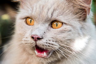 猫如何表达情感 5种猫表达情绪的方式了解一下 