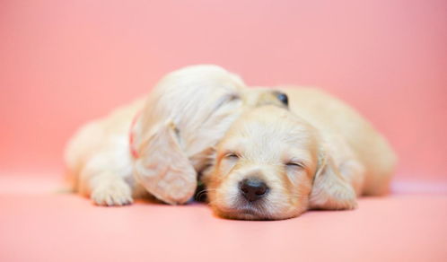 小狗刚出生,为什么眼睛是闭着的 其实一种保护狗狗自己的方式