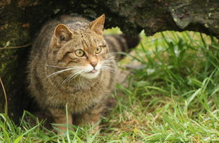 美国纽约市居民为拯救野猫 让它们从野猫变工作猫