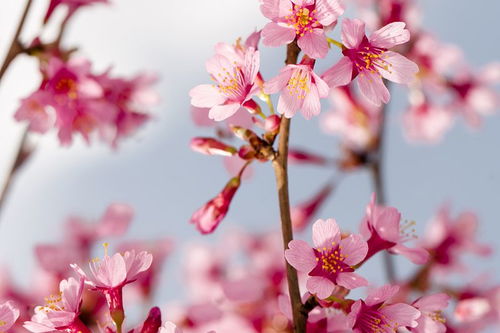 怎样挡烂桃花 烂桃花怎么破 