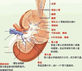 肾病综合征的并发症及其发病机制