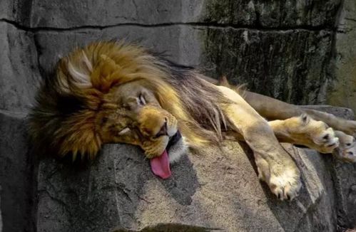 懒惰动物之首 狮子,每天睡觉的时间将近20个小时 