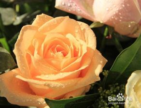 水养玫瑰花怎么养是不会谢的,水养玫瑰花：绽放美丽不凋谢的秘诀