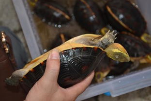 黄缘闭壳龟能长多大？活多久？