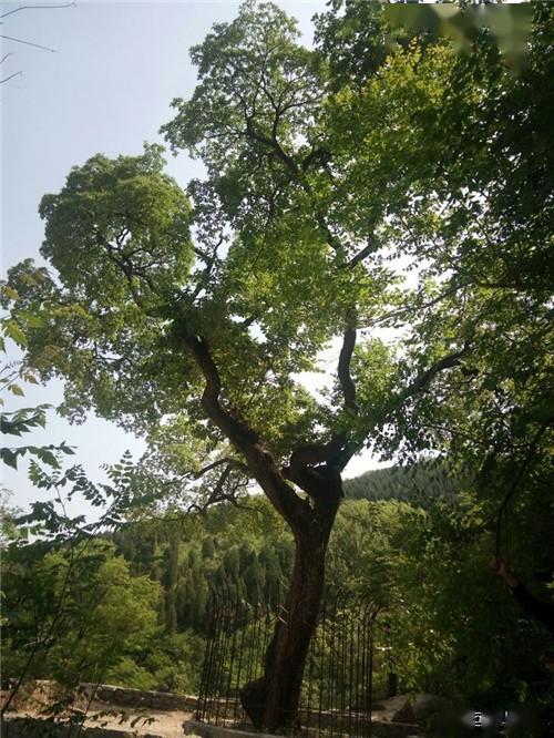 降龙树共有几种,降龙木是什么树怎么养殖？