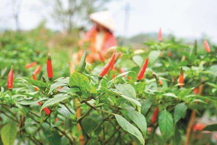 辣椒的种植技术与管理,辣椒种植技术和管理条件？