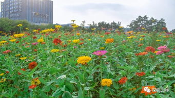 深圳园林作品 四季轮转,花迷人眼,宝安2.2万平米 浪漫花田 再次绽放