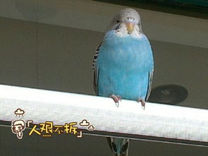 蓝色毛的鸟,请问这种叫什么,是什么类型的鸟,吃啥的 