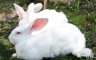 兔子拉稀怎么办 兔子拉稀的治疗方法