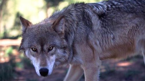 4万年前灭绝一种狼,俄罗斯科学家将让它复活 接下来发生什么