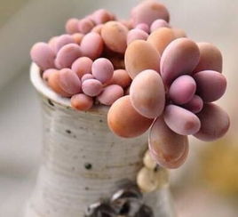多肉植物桃蛋怎么养,桃蛋多肉植物的魅力与养护秘诀