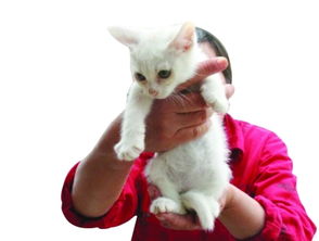 南京流浪奶猫数量递增 民间组织忙为其做绝育