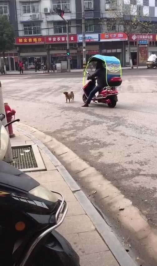 小狗躺在路中央,电动车男子前进不得,网友 看,狗都学会碰瓷了