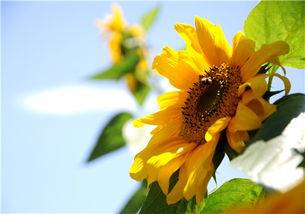太阳花 向日葵几月开花 栽培技术要点有哪些