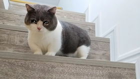 超可爱矮脚猫,名叫曼金奇,太萌了