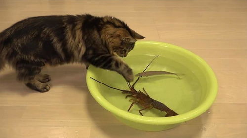 见过猫抓鱼,那你见过猫抓龙虾吗 下一秒猫的反应太逗了 