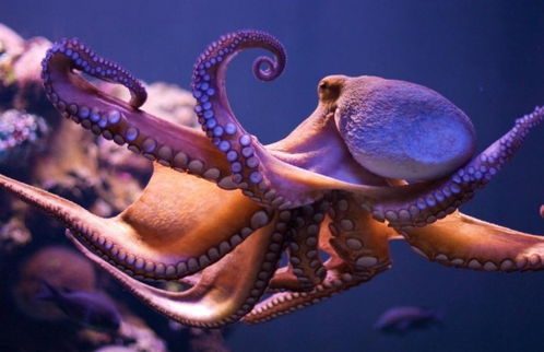 章鱼为什么被怀疑是地外生物 智商极高,出现的时间还很早