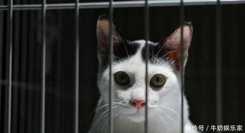 把猫关在笼子里养,猫会变成什么样 