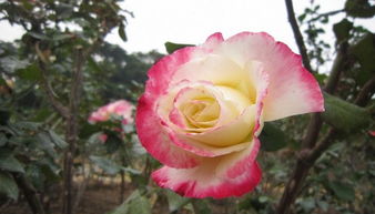蔷薇科月季花怎么养,建议：蔷薇科月季花养护全攻略：从选种到开花，让你轻松成为养花达人！