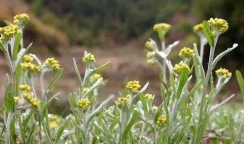 种香菜的意思解释词语,香菜代表什么寓意？