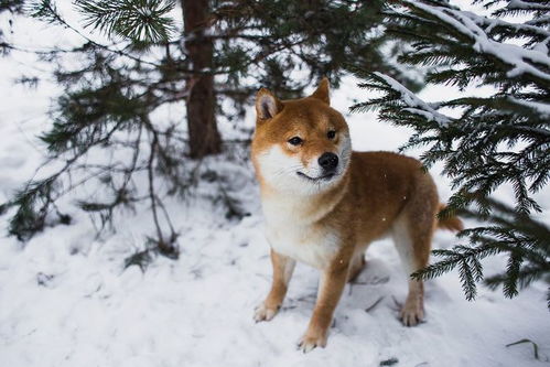 柴犬币shib最新消息,SHIB价格的高涨引起了投资者的注意。 柴犬币shib最新消息,SHIB价格的高涨引起了投资者的注意。 生态