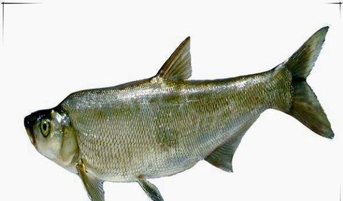 淡水银鳕鱼是不是保护鱼类
