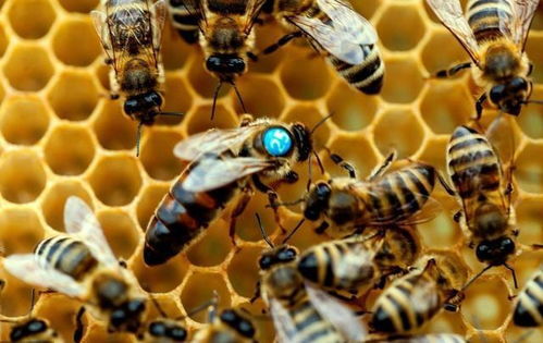 蜜蜂养殖技术:哪些时候需要囚王,养殖中蜂在什么时候关王采糖多