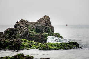 海枯石烂是什么生肖