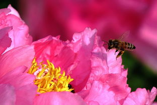 关于花开引蜜蜂的诗句