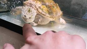 给5厘米北美鳄龟简单布置了下龟缸,有草,有鱼