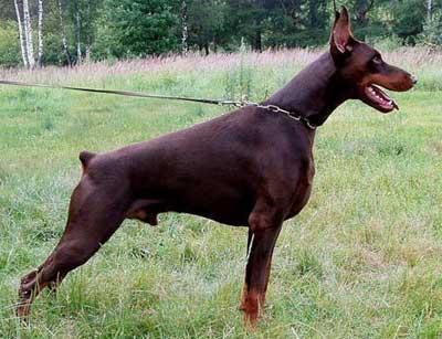 十种有侵略性质的猛犬 西藏獒犬在第五 土佐斗犬第二